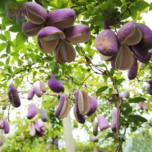 August Melon Seeds